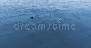 美国华盛顿奥林匹克国家公园露比海滩，灰鲸鱼鳍的鸟瞰图